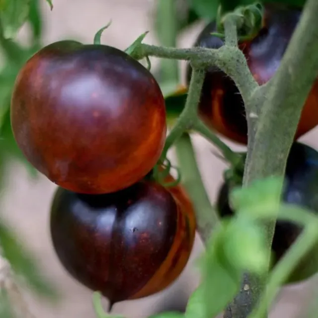 Pinetree Garden Seeds Blue Beauty Tomato Seeds 20 Seeds Organic