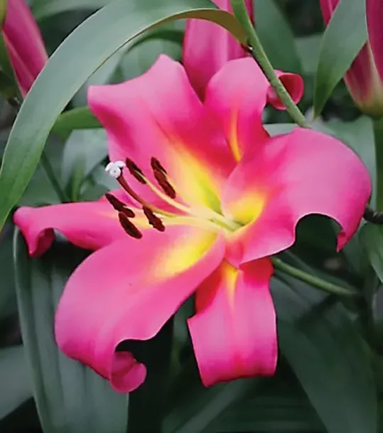 Brent & Becky's Empoli Lily Bulb 16/18 cm cut flower