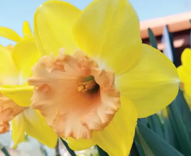 Brent & Becky's Bulbs Narcissus Color Run Large Cup Daffodil Bulbs