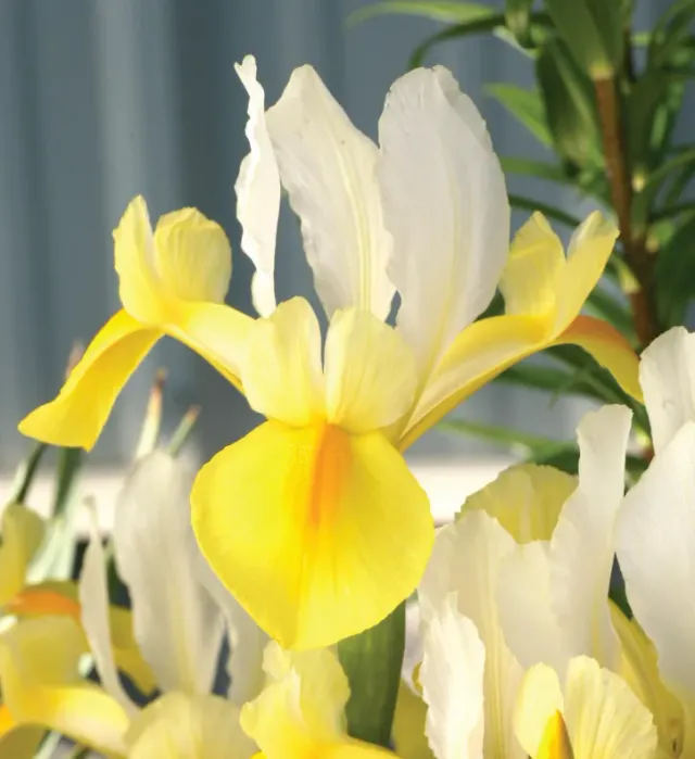 Brent & Becky's Bulbs Iris Dutch Symphony iris bulb
