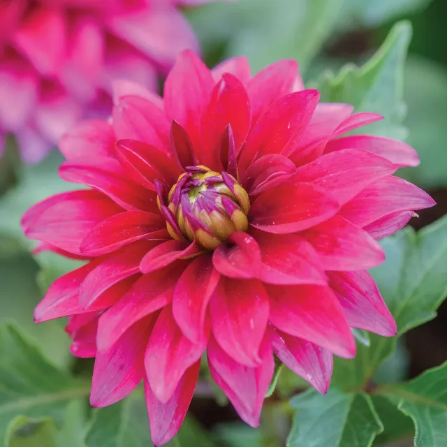 Burpee LaBella Maggiore Purple Dahlia 4-Inch