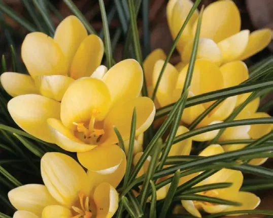 Brent & Becky's Bulbs Crocus Romance Snow Crocus Bulbs