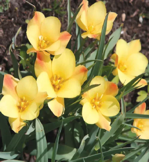 Brent & Becky's Bulbs Bronze Charm Batalinii Tulip Bulbs
