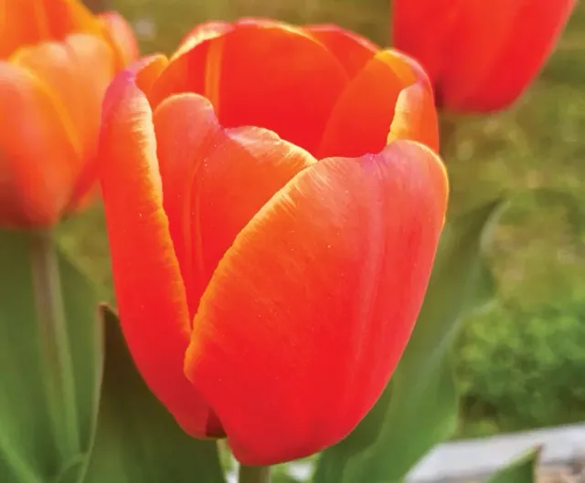 Brent & Becky's Bulbs Triple A Tulipa Tulip Bulbs Midseason
