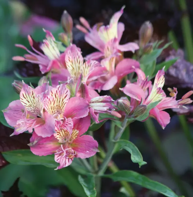 Brent & Becky's Bulbs Alstroemeria Mauve Majesty Perennial Cut Flower