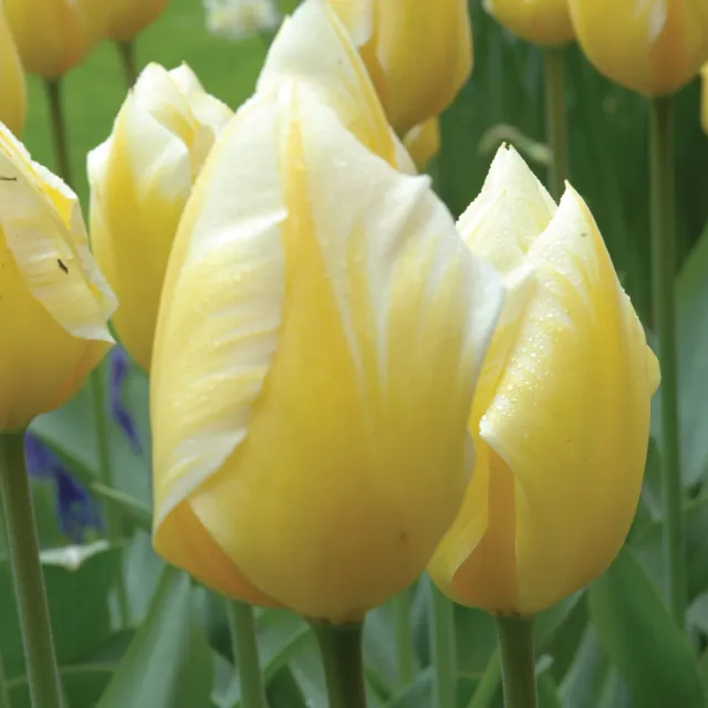Burpee Sweetheart Tulip Bulbs 10 Bulbs Yellow White