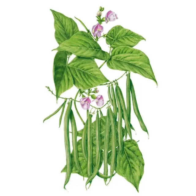 Epic Gardening Provider Bush Bean Seeds Organic