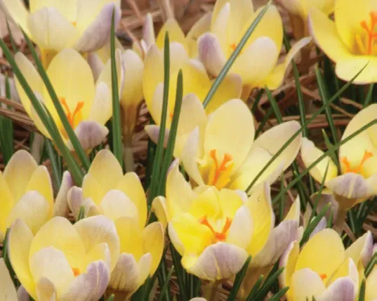 Brent & Becky's Bulbs Advance Crocus Bulbs Early Blooming