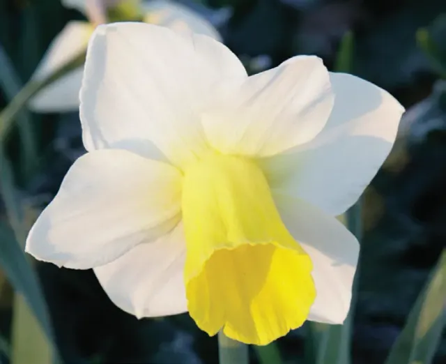 Brent & Becky's Bulbs Bravoure Narcissus Trumpet Daffodil Bulbs