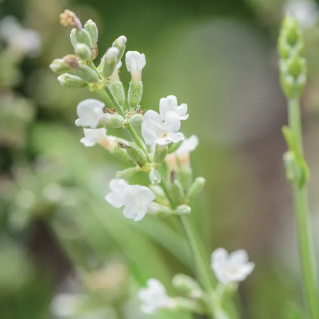 Burpee Lacy Frills Lavender Seeds 20 White Blooms