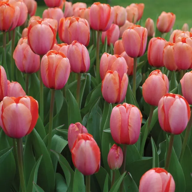 Burpee Apricona Tulip Bulbs 10 Bulbs, Rose-Pink Early