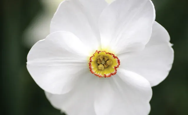Brent & Becky's Bulbs Narcissus Actaea daffodil
