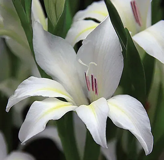 Brent & Becky's Bulbs Gladiolus species colvillii ‘Albus’ flower bulb