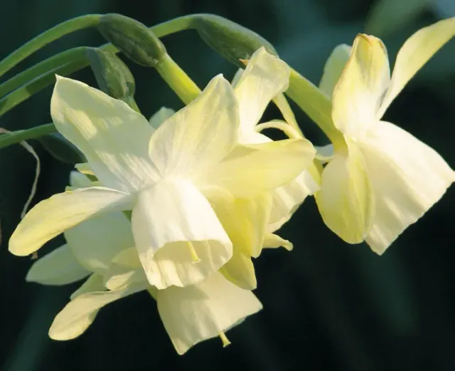 Brent & Becky's Bulbs Narcissus Moonlight Sensation Daffodil Bulbs