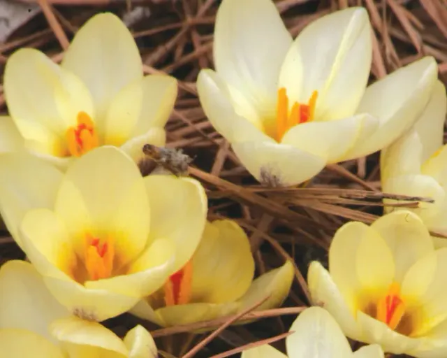 Brent & Becky's Bulbs Cream Beauty Crocus Bulbs Early