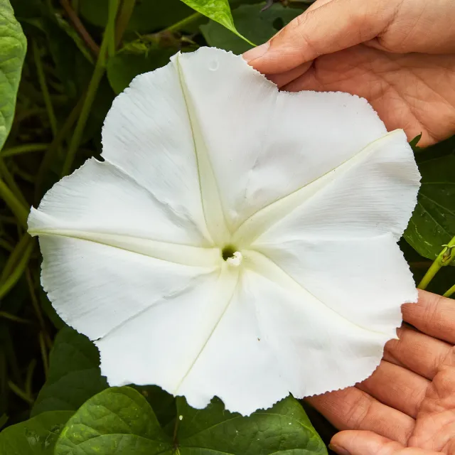 Burpee Giant White Moonflower Seeds