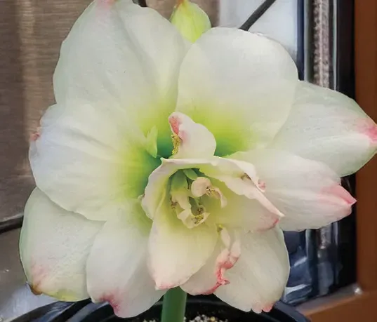 Brent & Becky's Bulbs Amadeus Candy Amaryllis Bulb Pot