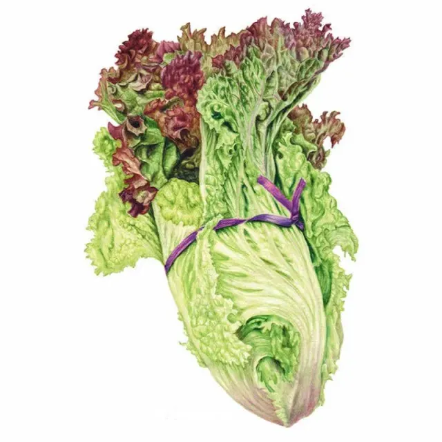 Epic Gardening New Red Fire Lettuce Vegetable Seeds Organic
