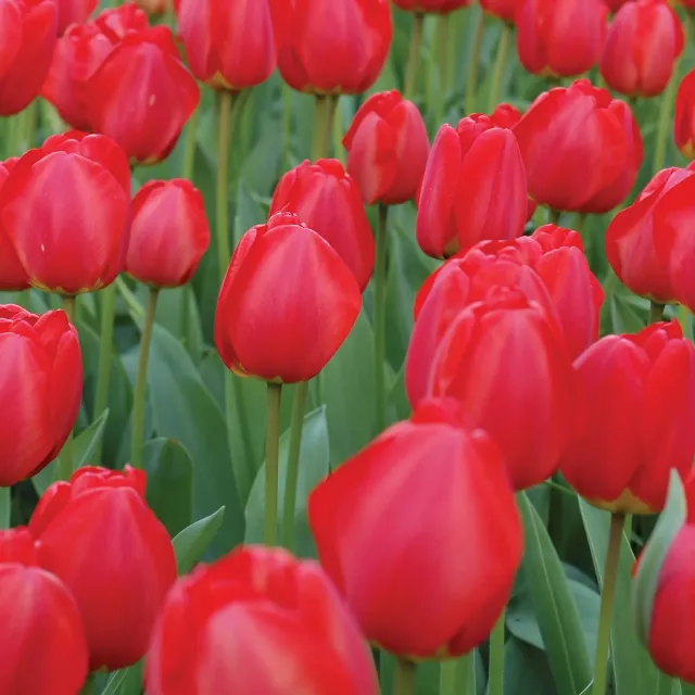Burpee Oxford Tulip Bulbs 10 Bulbs Red Darwin