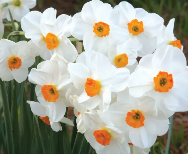 Brent & Becky's Bulbs Narcissus – Geranium daffodil