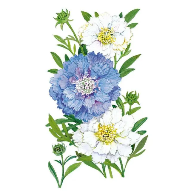 Epic Gardening Isaac House Blend Scabiosa Flower Seeds Mix