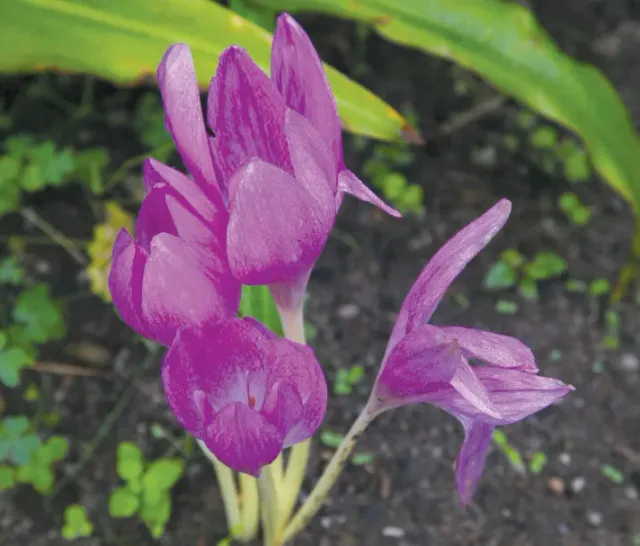 Brent & Becky's Bulbs speciosum colchicum bulb