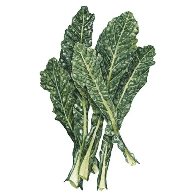 Epic Gardening Lacinato Dinosaur Kale Seeds Heirloom