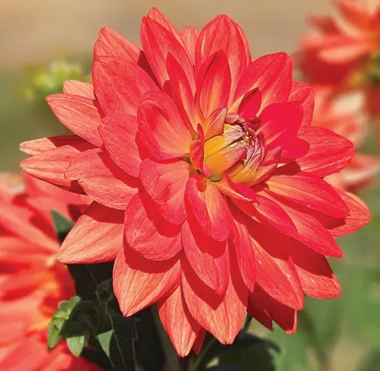 Brent & Becky's Bulbs Karma Fiesta Dahlia Tubers