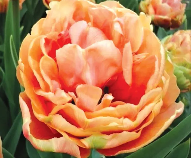 Brent & Becky's Bulbs Copper Image Tulip Bulbs 8-10 Inch Deep