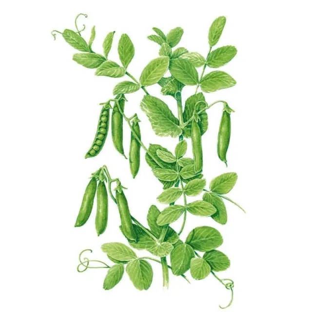Epic Gardening Iona Shelling Pea Vegetable Seeds Petit Pois