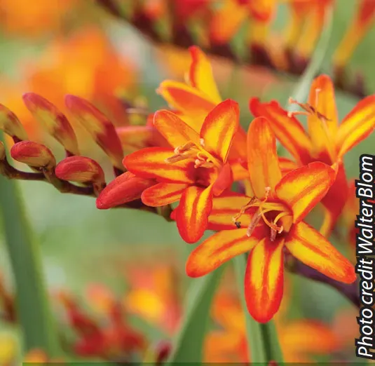 Brent & Becky's Bulbs Firestarter Crocosmia Bulbs