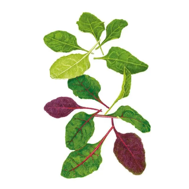 Epic Gardening Apple Blossom Swiss Chard Baby Greens Seeds