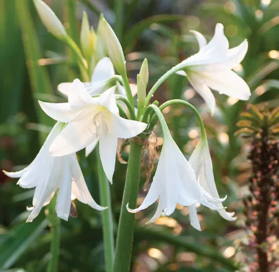 Brent & Becky's Bulbs Powellii Album Crinum Bulbs Fragrant