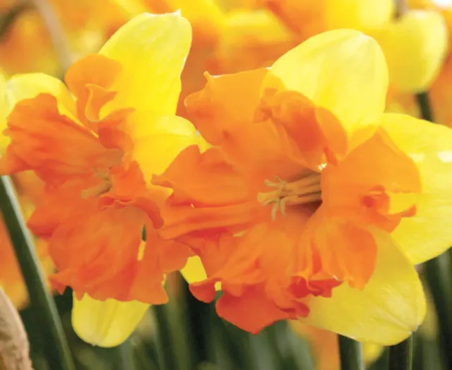 Brent & Becky's Bulbs Congress Daffodil Bulbs 14/16 cm