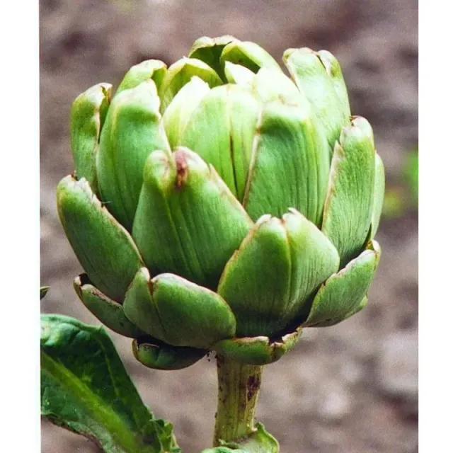 Pinetree Garden Seeds Green Globe Improved Artichoke Seeds 25 Seeds