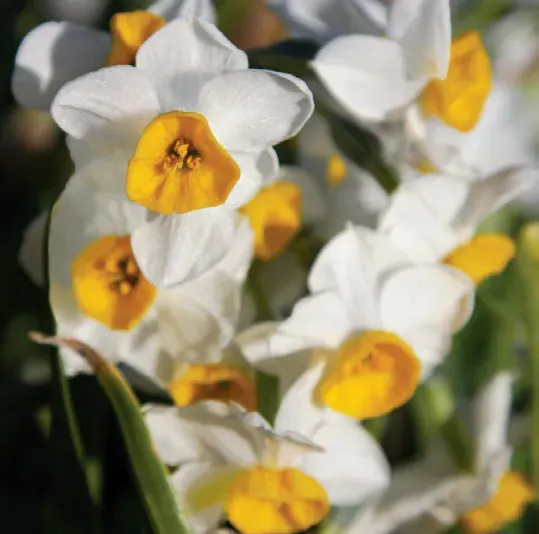 Brent & Becky's Bulbs Chinese Sacred Lily Paperwhite Bulbs Indoor