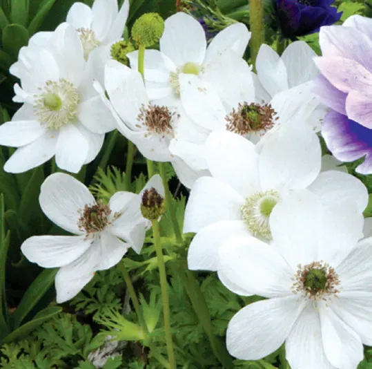 Brent & Becky's Bulbs Anemone Coronaria Bride Anemone Bulbs