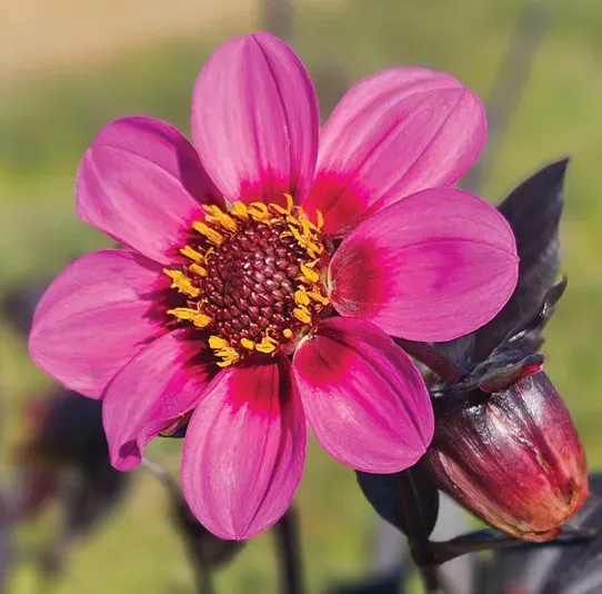 Brent & Becky's Bulbs Happy Single Wink dahlia tuber