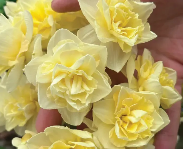 Brent & Becky's Bulbs Narcissus Little Kiwi Daffodil Bulbs