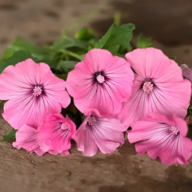 Pinetree Garden Seeds Silver Cup Lavatera Seeds 50-Pack Pink
