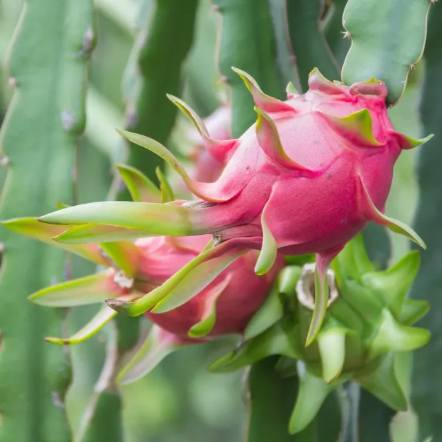 Epic Gardening Edgar's Baby Dragon Fruit Plant 2 Gallon