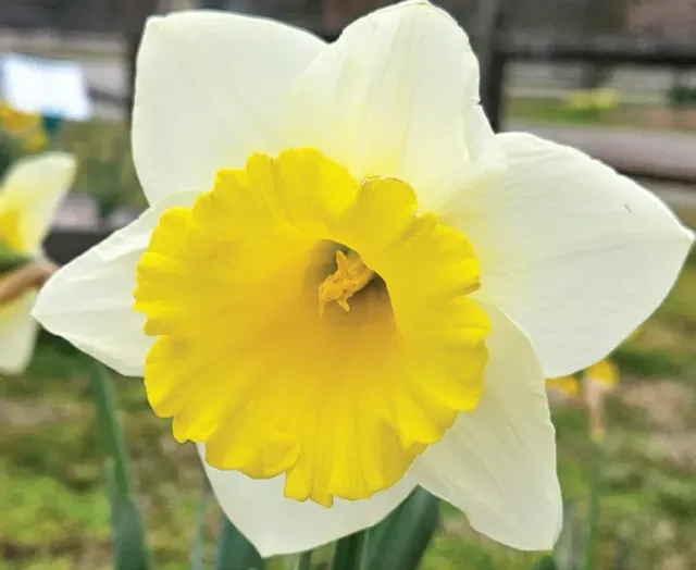 Brent & Becky's Bulbs Cornish King trumpet daffodil bulb