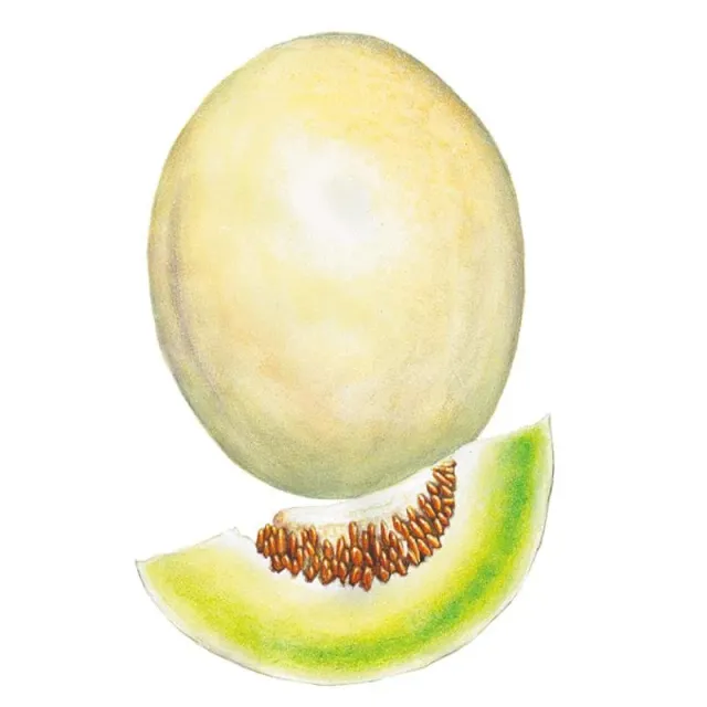 Epic Gardening Sweet Delight Honeydew Melon Seeds