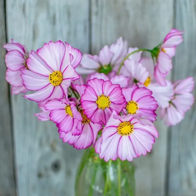 Pinetree Garden Seeds Picotee Cosmos Flower Seeds 50 Seeds Pink-Edged