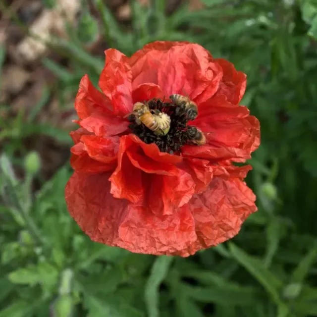 Pinetree Garden Seeds Field Poppy Flower Seeds 300 Seeds Annual