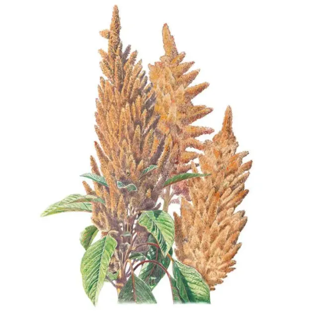 Epic Gardening Hot Biscuits Amaranth Flower Seeds Heat Tolerant