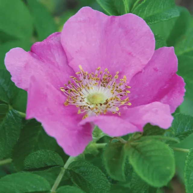 Burpee Rubra Rosa Rugosa Plant