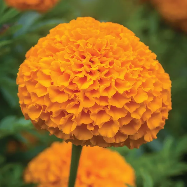 Burpee Elevate Orange Marigold Flower Seeds 50 Seeds Tall