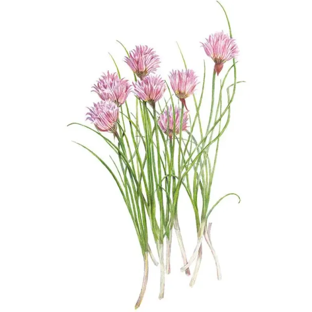 Epic Gardening Common Chives Seeds Heirloom