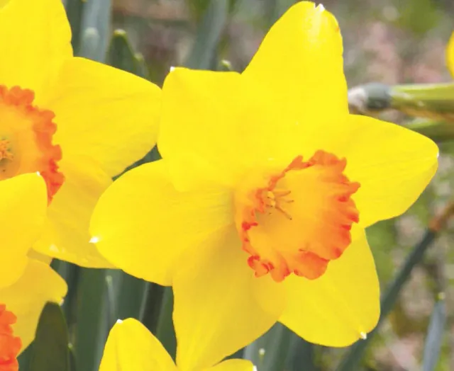 Brent & Becky's Bulbs Narcissus Ceylon daffodil bulb